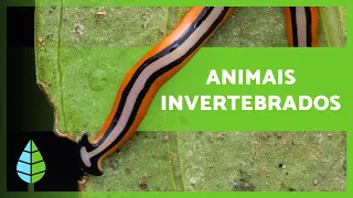 ANIMAIS INVERTEBRADOS 🐙🐛 (Características, Classificação e Exemplos)