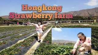 STRAWBERRY FARM |HARVEY VLOG HONGKONG