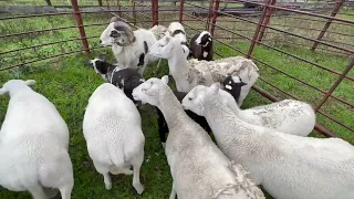 Loading the pigs and sheep for process.