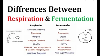 Diffrences between Respiration and Fermentation