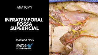 Head and neck: infratemporal fossa superficial