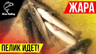 ПЕЛЕНГАС идет! Как ловить ПЕЛИКА на море?