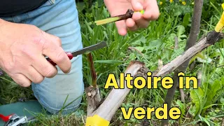 Grafting vines into the green branch.