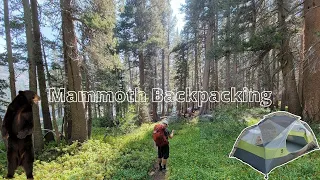 A BEAR ATTACKED OUR TENT IN MAMMOTH (Shadow Creek Backpacking)