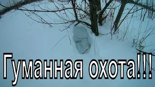 Охота на зайца.Гуманная охота!!!/Hunt for a hare.Humane hunting !!!