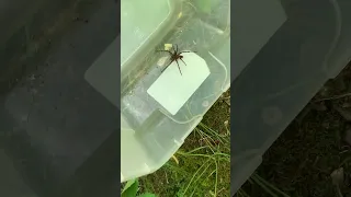 Found big spider in a container while cleaning the shed Be free in the woods!