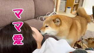 疲れて寝落ちしたママを心配して優しくキスして起こす柴犬が可愛い