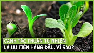 Canh tác thuận tự nhiên ứng phó với biến đổi khí hậu | VTC16