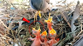 Myna bird babies are very intelligent @AnimalsandBirds107