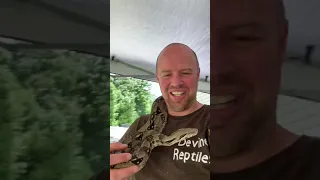 HUGE RED TAIL BOA STOPS BY TO SAY HELLO - #shorts