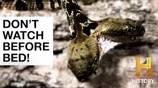 The Proof Is Out There: Top 6 Alien Snake Encounters