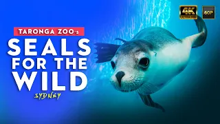 SEALS FOR THE WILD SHOW 2021 | TARONGA ZOO SYDNEY | 🇦🇺 Australia【4K】