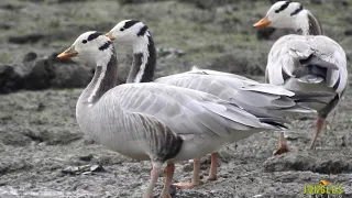 Bar-headed Goose - World's highest flying bird (close-up shoot)