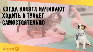 Когда котята начинают ходить в туалет самостоятельно