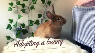 BUYING A BUNNY