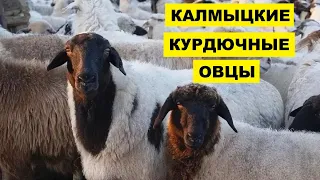 Разведение овец калмыцкой породы как бизнес идея | Овцеводство | Курдючные калмыцкие овцы