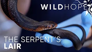 These Two Reptiles Keep an Entire Pine Forest Held Together | WILD HOPE