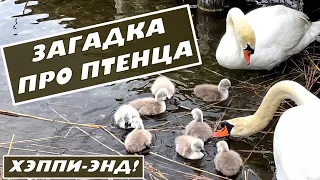 Лебеди озадачили! Где был птенец? Часть 1.