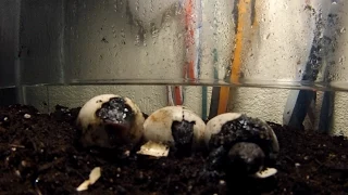 Snapping turtle eggs hatching timelapse