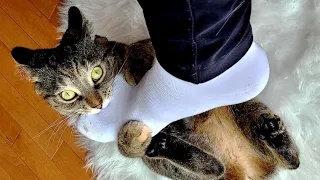 BEST Funny animal videos😆 Funny cat videos and dogs - Funny animals for April 2022