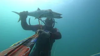 Spanish mackerel ..18.05.2024