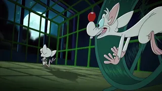 Pinky and the Brain 2020 Intro