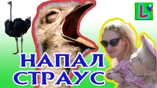 VLOG ПОСЕТИЛИ СТРАУСИНУЮ ФЕРМУ МНОГО РАЗНЫХ ПТИЦ В КАЗЕЕВКЕ Ostrich Farm MANY different birds