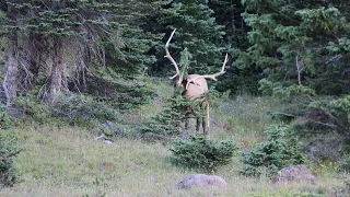 Elk Shedding Velvet