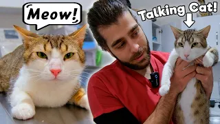 Cat Talking Non-stop! 🤣 #TheVet