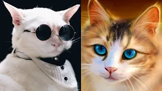 Cute Cats - Funny Cat Videos Compilation | Animal Kingdom baby cat