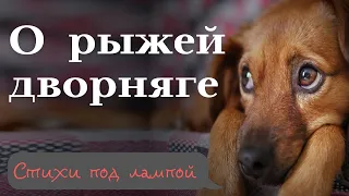 Стихи до слез, душевные стихи ✍ Стихи о рыжей дворняге