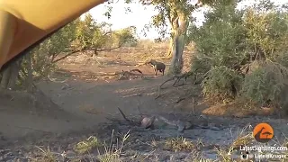 Hyena finds Bufalo Alive and stuck in mud