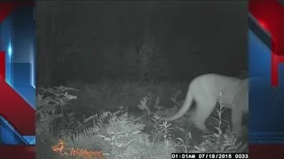 Cougar sighting in northeast Wisconsin