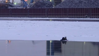 River Otter Eating Fish in Minneapolis