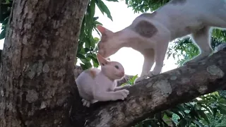 Kitten father Meowing for food.