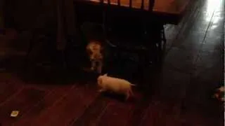 Pot bellied pig playing with english bulldog