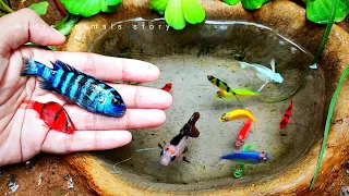 Menangkap Ikan Glofish, Ikan Mas Koki, Ikan Molly, Ikan Botia, Ikan Lemon, Ikan lele, Ikan Demasoni