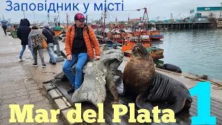 Мар дель Плата 1 #подорожі #аргентина #морськілеви #mardelplata #argentina #мардельплата