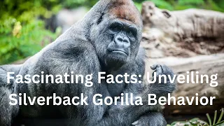 Fascinating Facts: Unveiling Silverback Gorilla Behavior