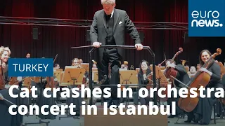 Cat crashes in orchestra concert in Istanbul