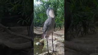 Shoebill stork yawns 🥱