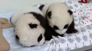 Panda Cubs 2016: Day 75
