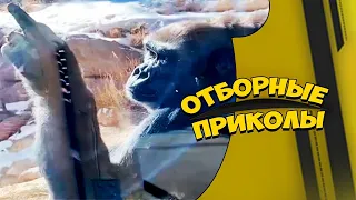 Отборные приколы февраль 2021 | Лучшие приколы февраль 2021 #4