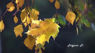 Нежная мелодия Осени Андрей Обидин  Gentle Melody of Autumn Andrey Obidin