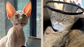 (Re-Upload) BEST CAT MEMES COMPILATION OF 2020 PART 18 (FUNNY CATS)