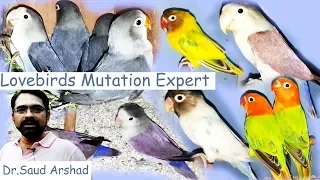 New Lovebirds Mutation Information Part 1