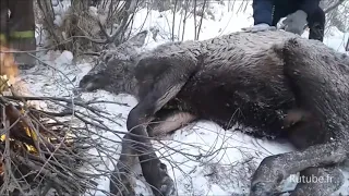 Rutube des hommes sauvent la vie d'un cerf pris au piège dans une rivière gelée