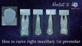 how to carve maxillary 1st premolar explained