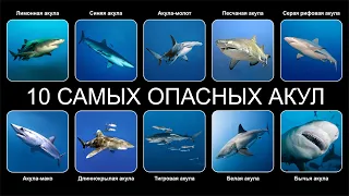 Топ 10 САМЫХ ОПАСНЫХ АКУЛ