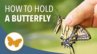 How to Hold a Butterfly Without Hurting Its Wings